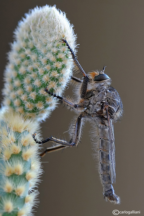 Asilidae # 1 identificazione